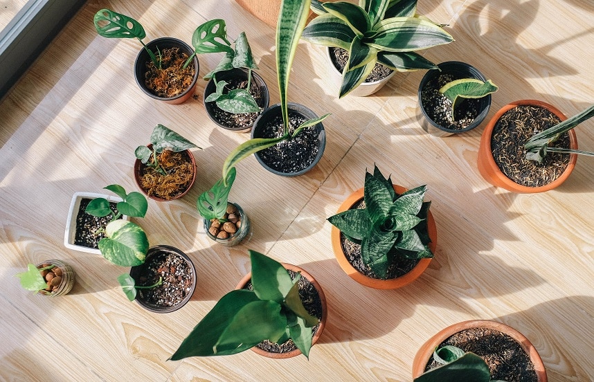 Tips for Supporting Healthy House Plants