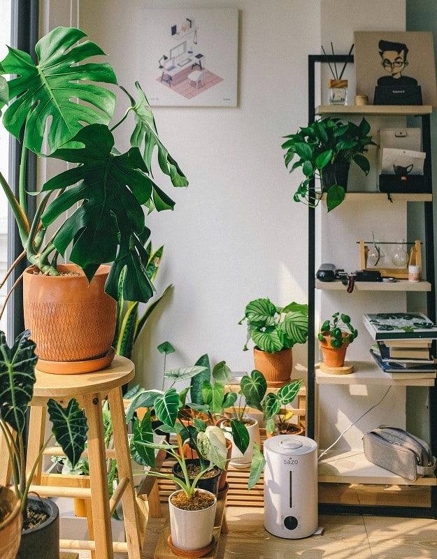  healthy and thriving indoor plants