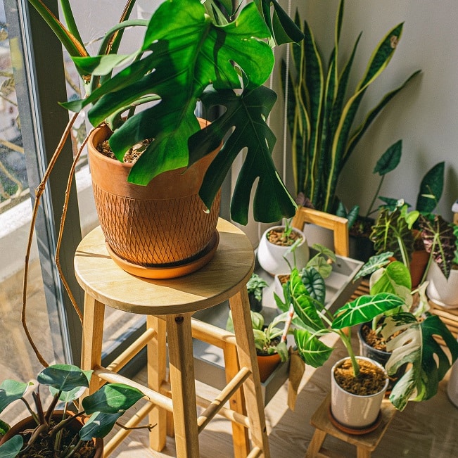 Comprehensive Guide: How to Treat Indoor Plants