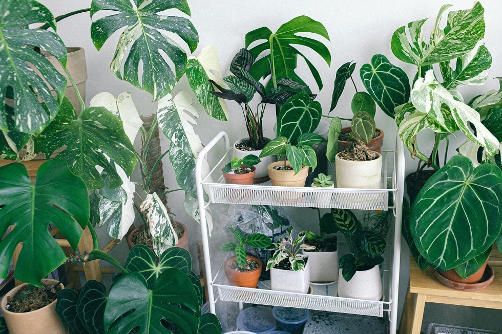 What Indoor Plants Produce Oxygen at Night