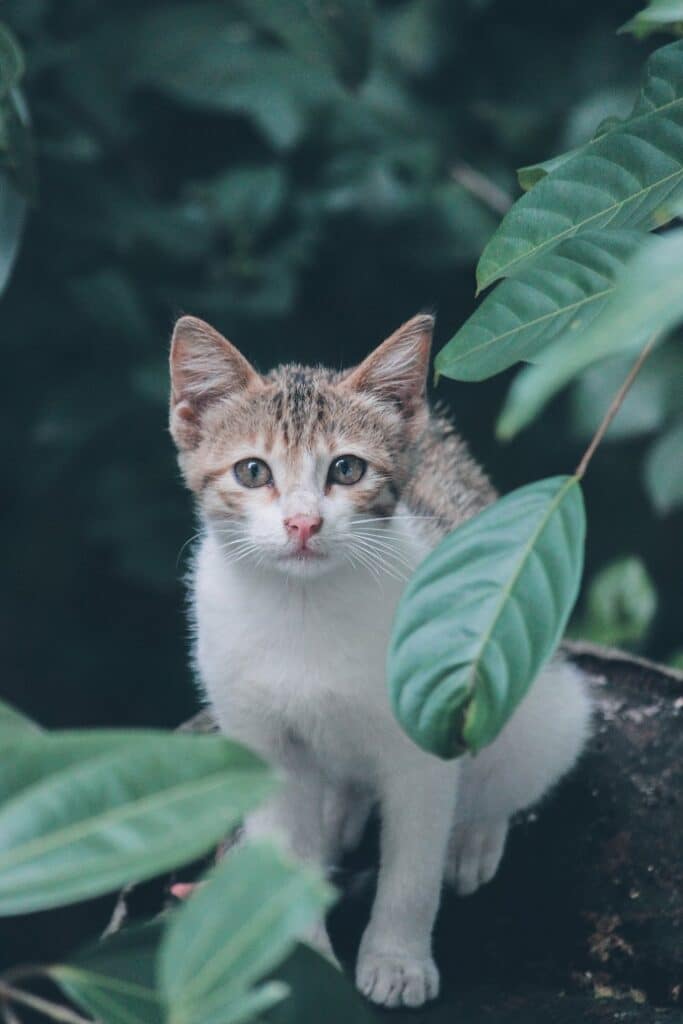 Indoor plants liked by cats