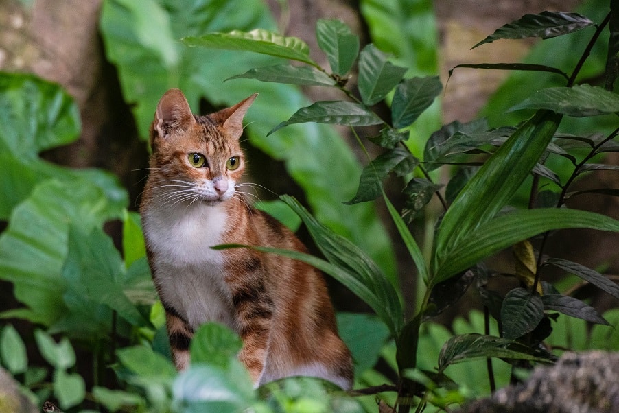 Why spider plants are safe for cats