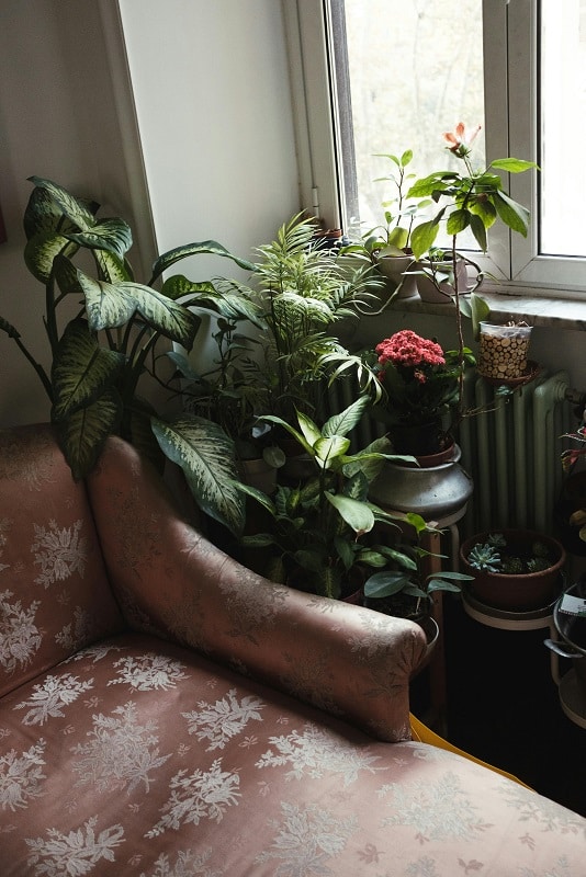 how to make indoor plants look good