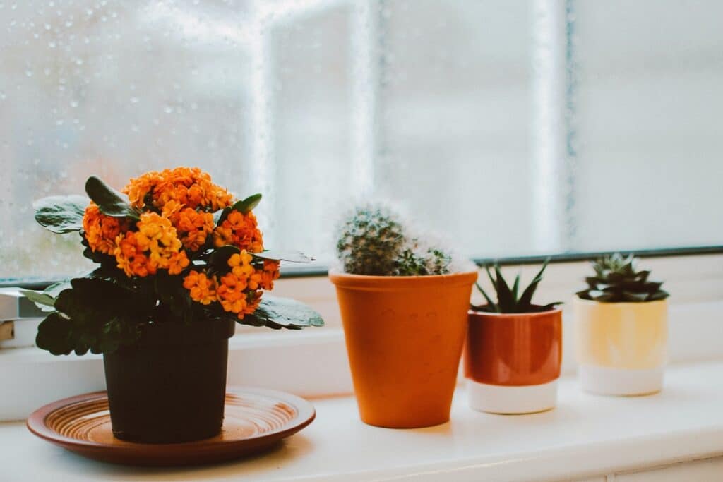 Understanding the Benefits: How are Indoor Plants Useful to Us