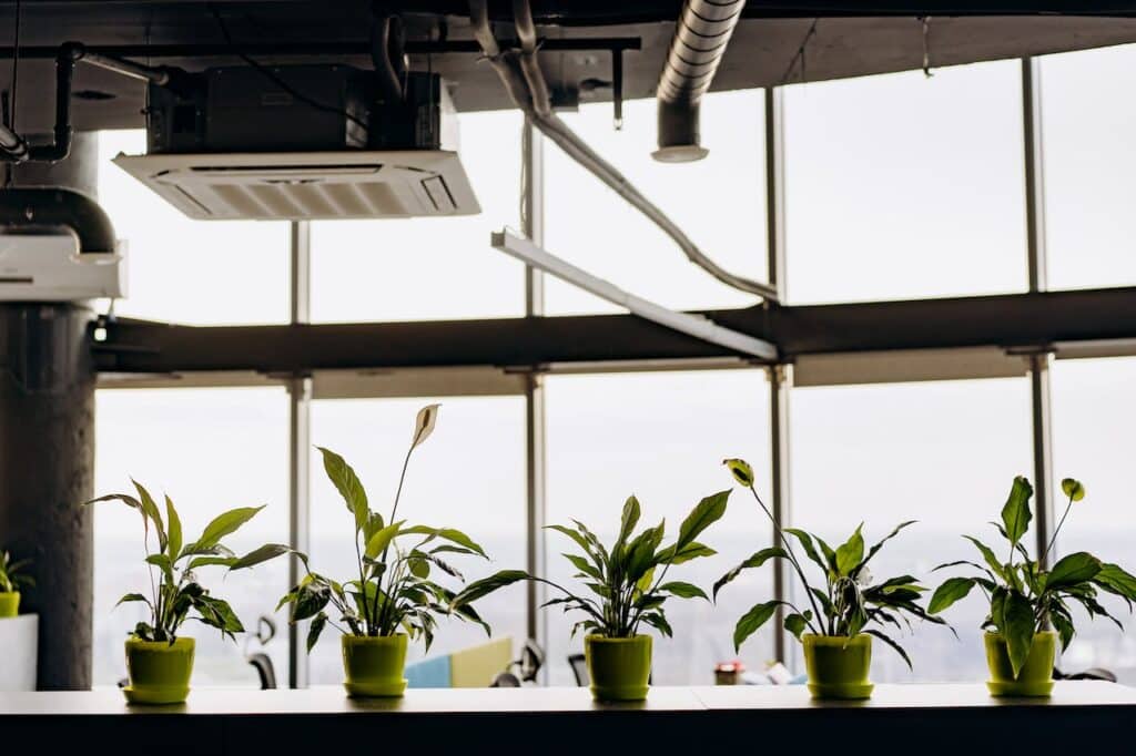 Top 10 Indoor Plants to Brighten Rooms without Windows