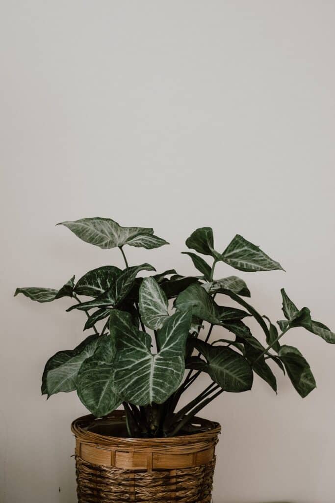 make indoor plants look good