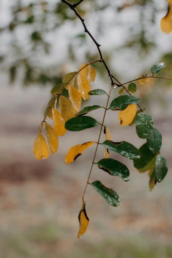 Why are my money tree leaves turning brown?