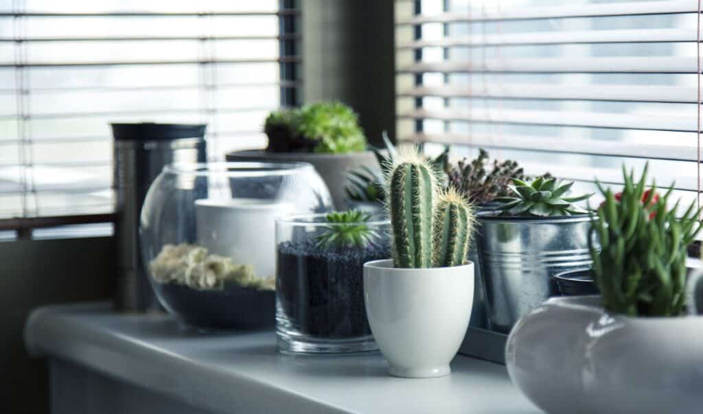 10 Indoor Plants that Love Sunlight