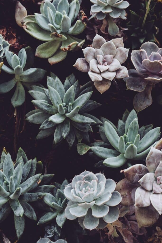 The Top Indoor Plants to Keep You Cozy During Winter