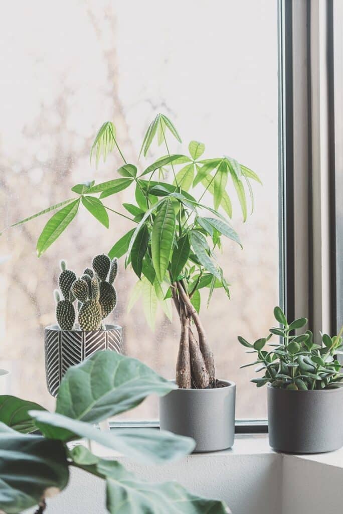 overall well-being of your indoor plants