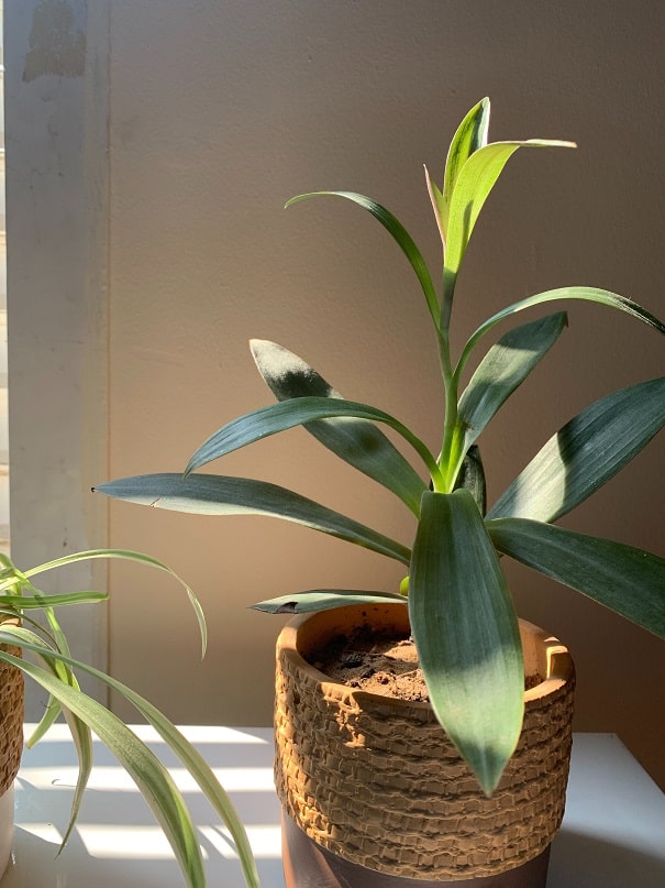 DIY Insecticides For Houseplants