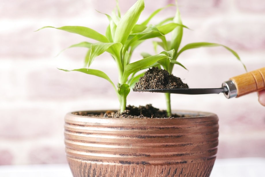 potting the bamboo