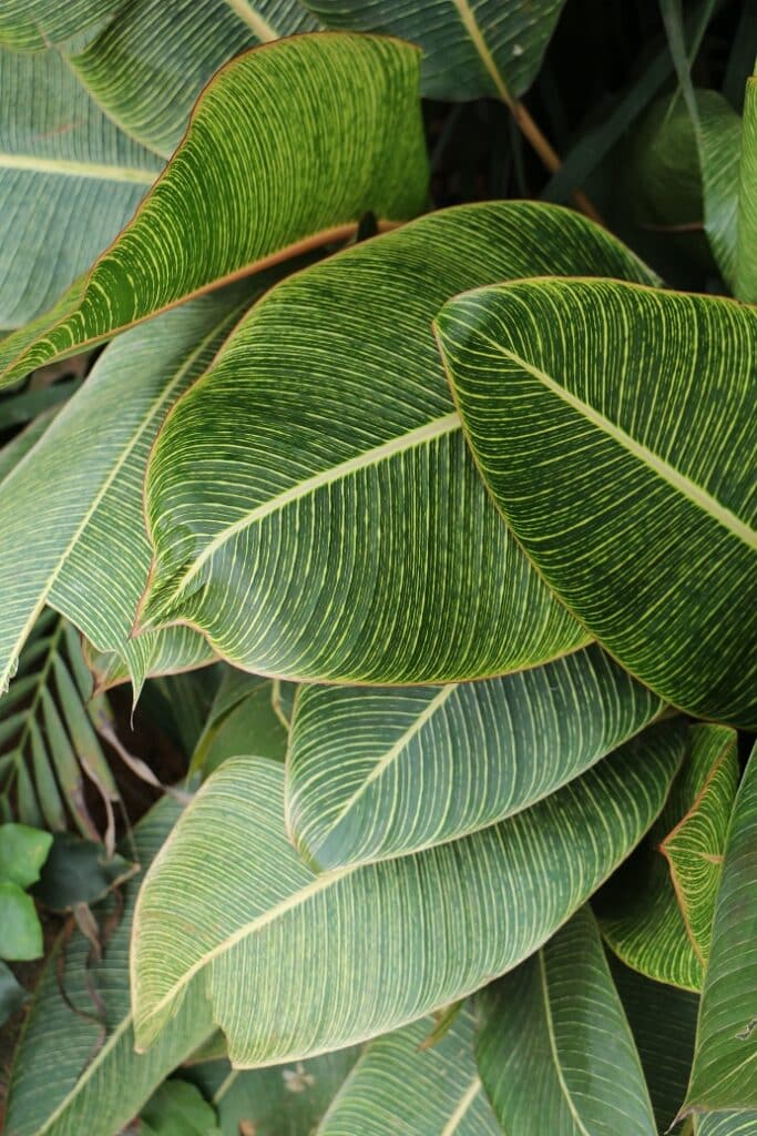 Indoor Plants That Release Oxygen at Night