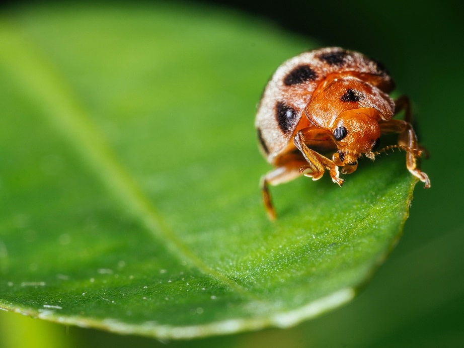 Preventing Bug Infestations in Indoor Plants