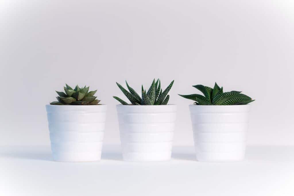 10 Indoor Plants That Don’t Need Light