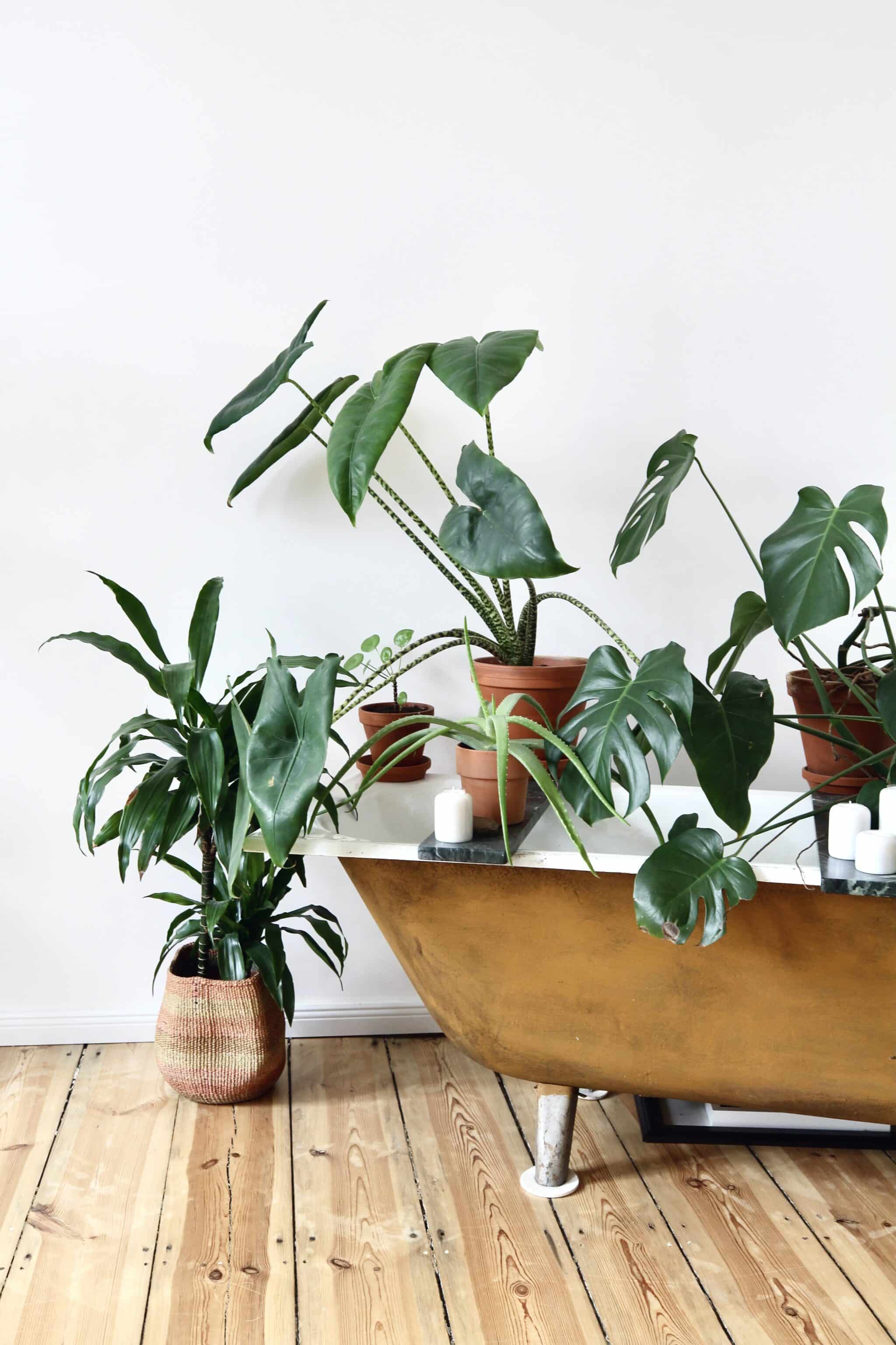 Uncovering the Best Indoor Tropical Plants for Your Home