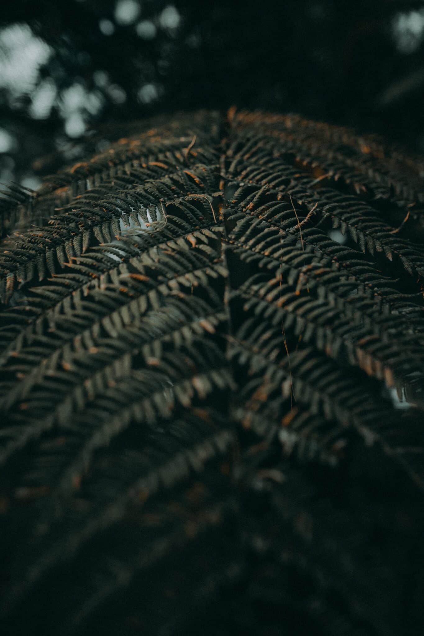 Why Are My Majesty Palm Tips Turning Brown?