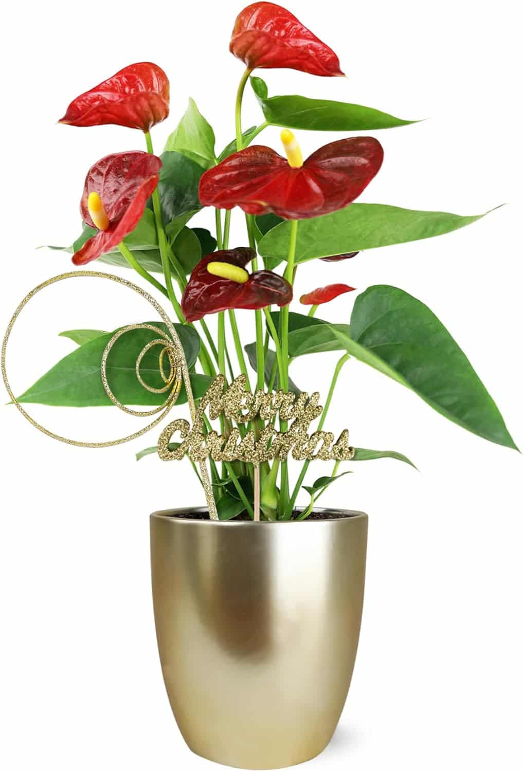 Just Add Ice SA5150 Live Red Anthurium in Gold Ceramic with Merry Christmas Pick, Indoor Plant, Long-Lasting Flowers, Holiday Décor or Gift, 5 Diameter, 14-18 Tall