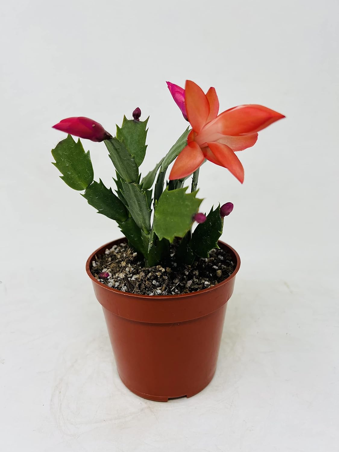 JM BAMBOO Red Christmas Cactus 4inch Pot - Zygocactus Plant- Seasonal Plants