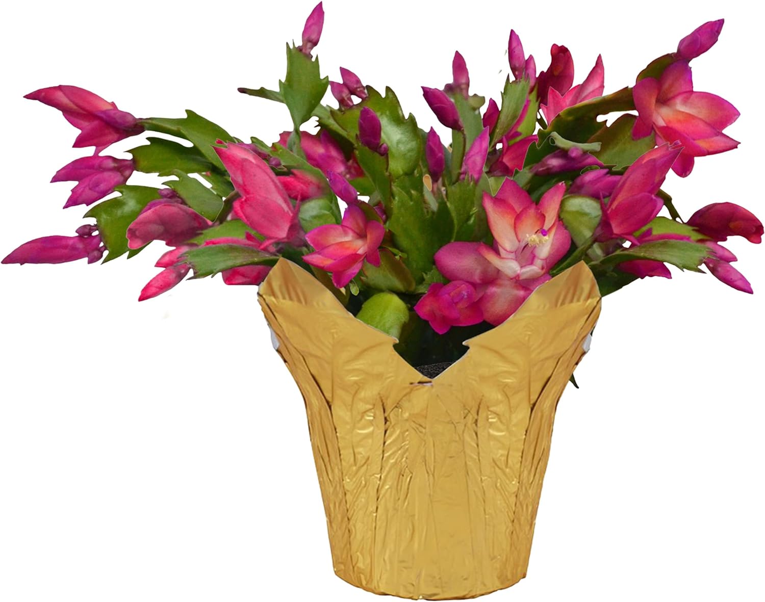 Live Flowering Thanksgiving/Christmas Cactus (Zygocactus) - Red - Beautiful Holiday Decor - 7 Tall by 7 Wide in 1.25 Qt Pot with Deco Cover