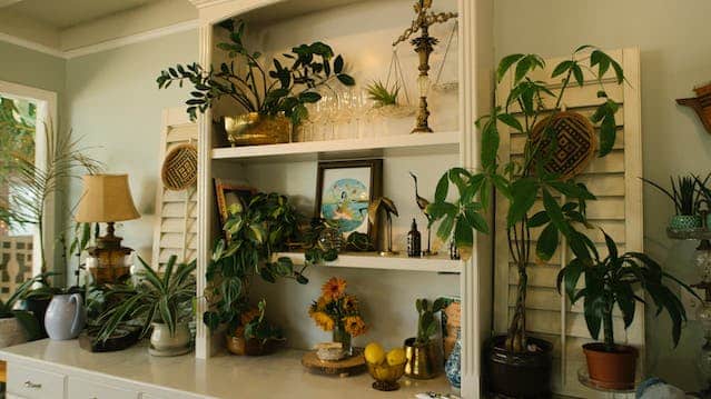 how indoor plants purify air – Everything You Need To Know