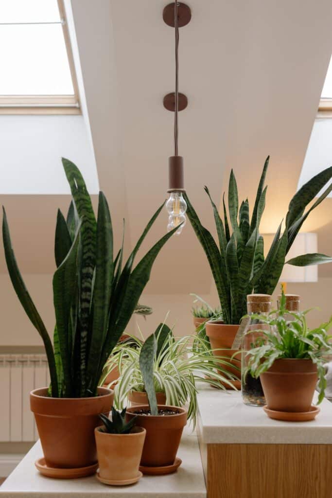 what indoor plants can go outside
