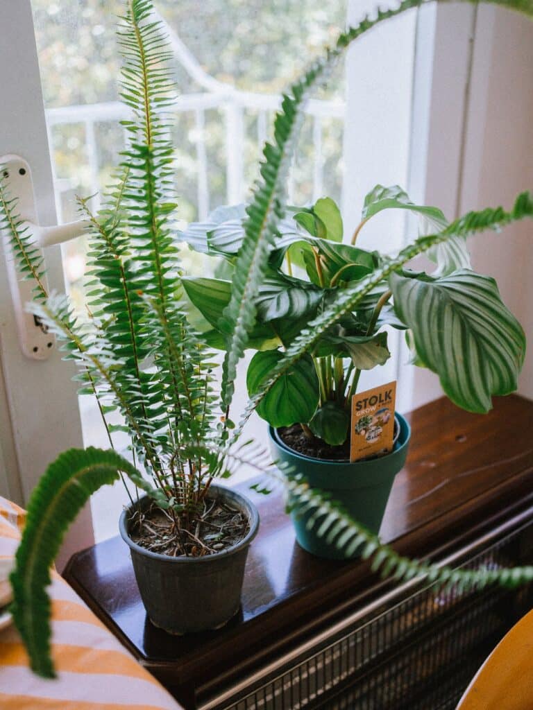 does indoor plants increase humidity