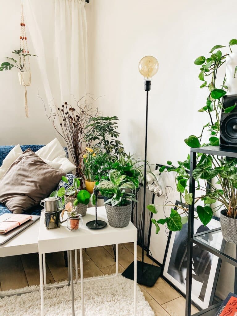 how do indoor plants photosynthesis
