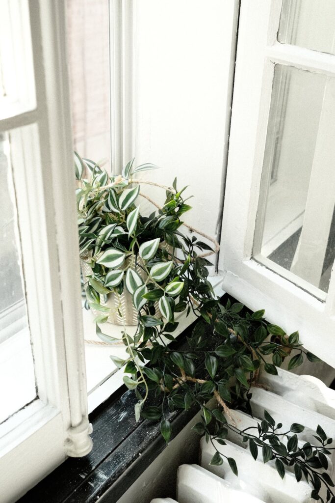 Snake Plant has exceptional air-purifying