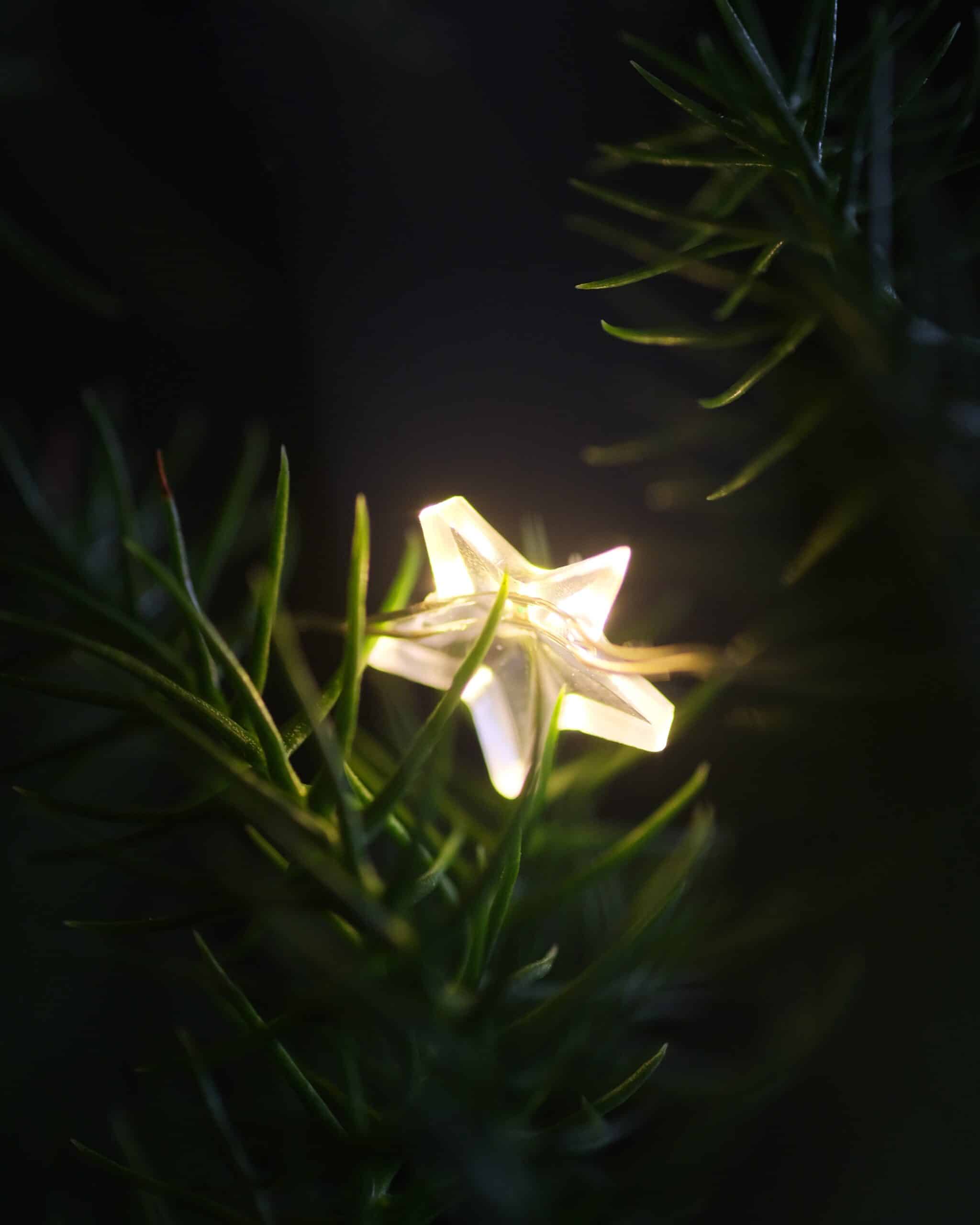 The Best Indoor Plants to Decorate Your Christmas Tree